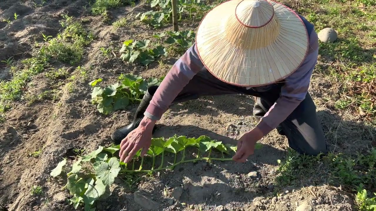 種日本南瓜～長不好就是結果前的三個階段～沒有管理好《李白南瓜～栗子南瓜～奶油南瓜》