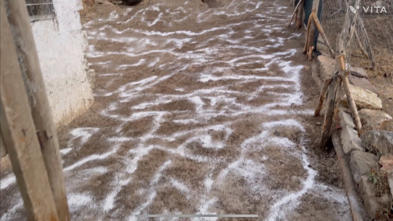 KAFES TEMİZLİĞİ - KEDİLER - İNCİR İNADI