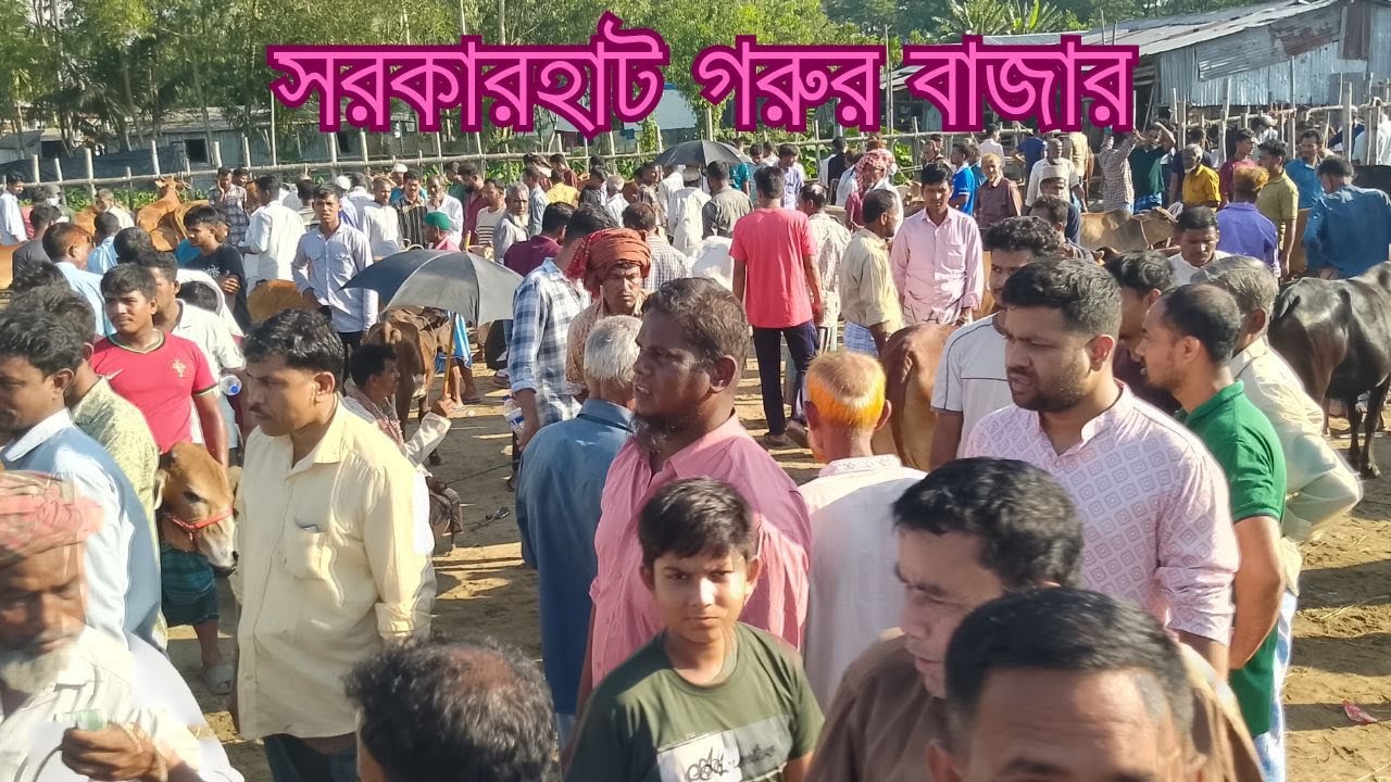 সরকার - হাট  স্থানীয় বেপারীদের গরুর বাজার দর।। আনোয়ারা, চট্টগ্রাম। ০২/০৫/২০২৫ইং। Cow Market ।।