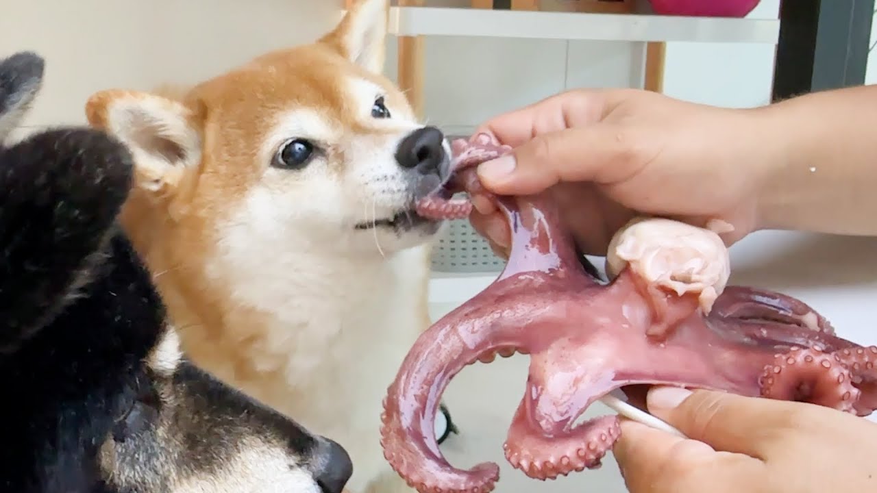 드디어 문어를 잡아왔습니다..!! (곰이 10살 생일 축하해)