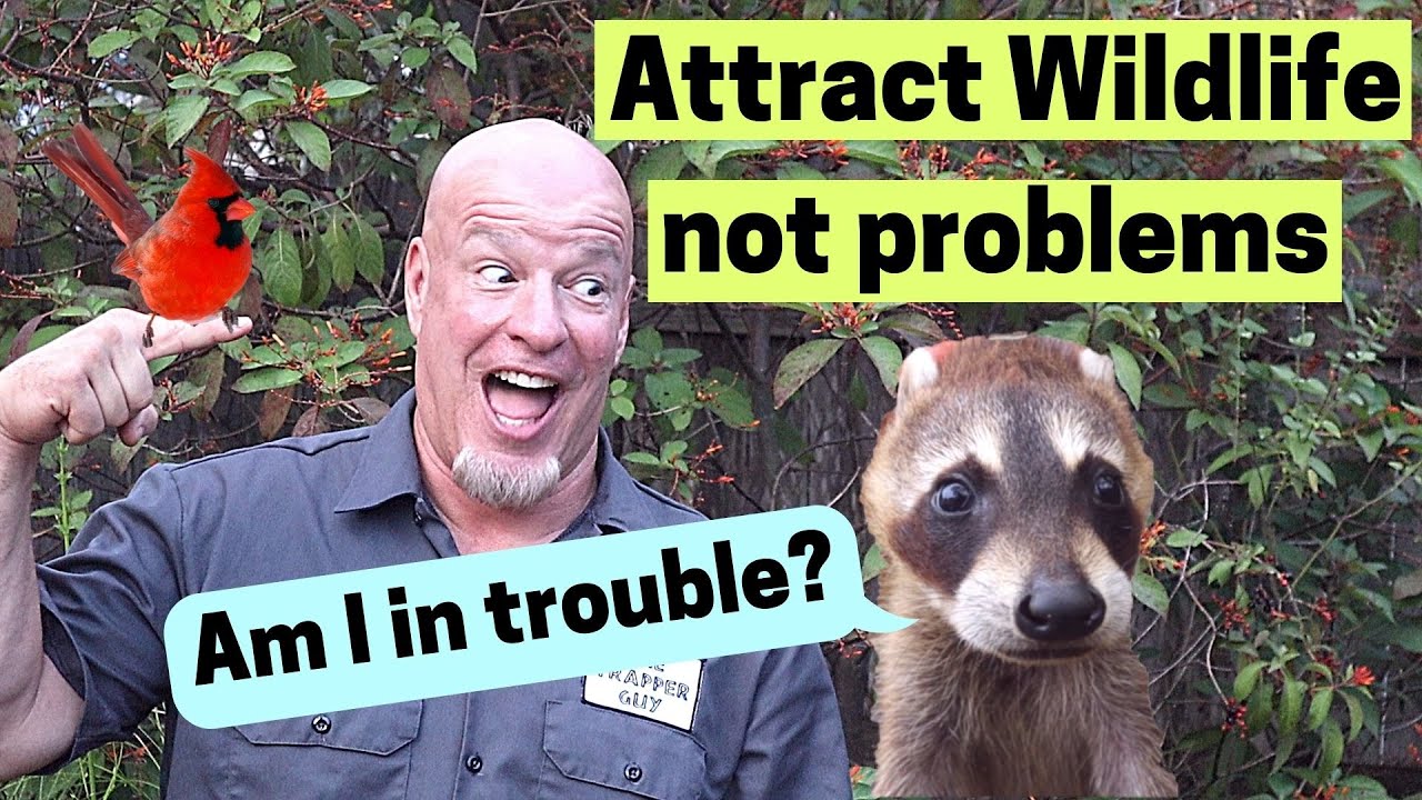 How to make a wildlife garden to attract wildlife to your yard