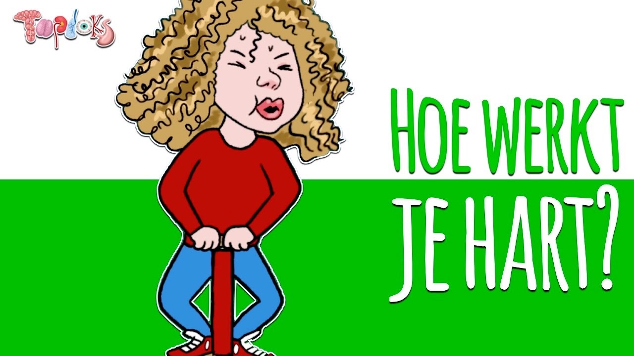 HOE WERKT HET HART NOU EIGENLIJK?! - ANIMATIE