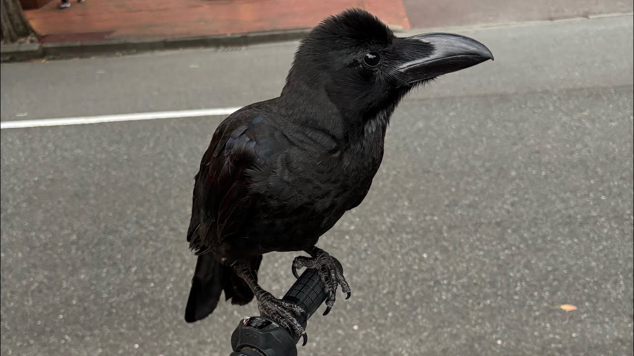 カラスちゃんと久々の再会🐦‍⬛🩵