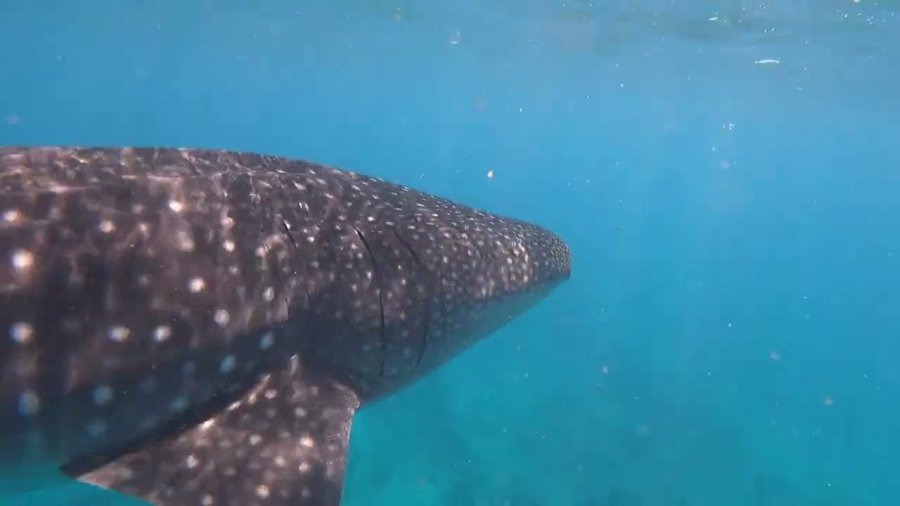 Angaga / Malediven / Februar 2023