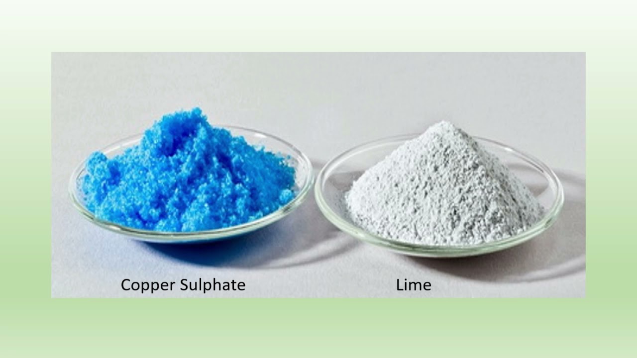 Demonstration on Preparation and use of Bordeaux Mixture