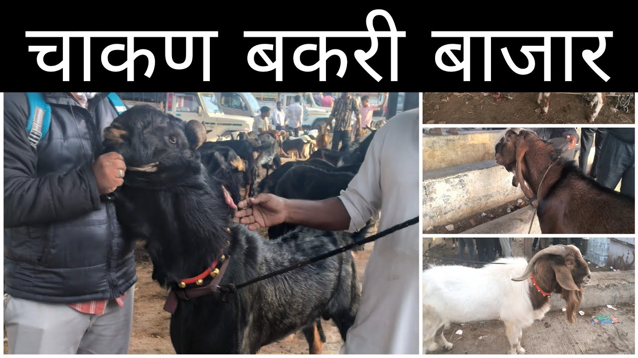 महाराष्ट्रातील सर्वात मोठा शेळ्या मेंढ्या चा बाजार | 10/05/2025 | शनिवार | चाकण बकरी बाजार अपडेट