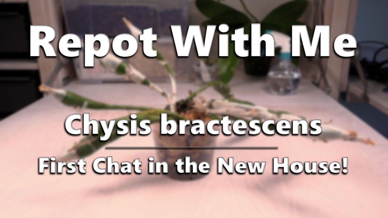 Repot With Me // First Chat in the New House! (Chysis bractescens)