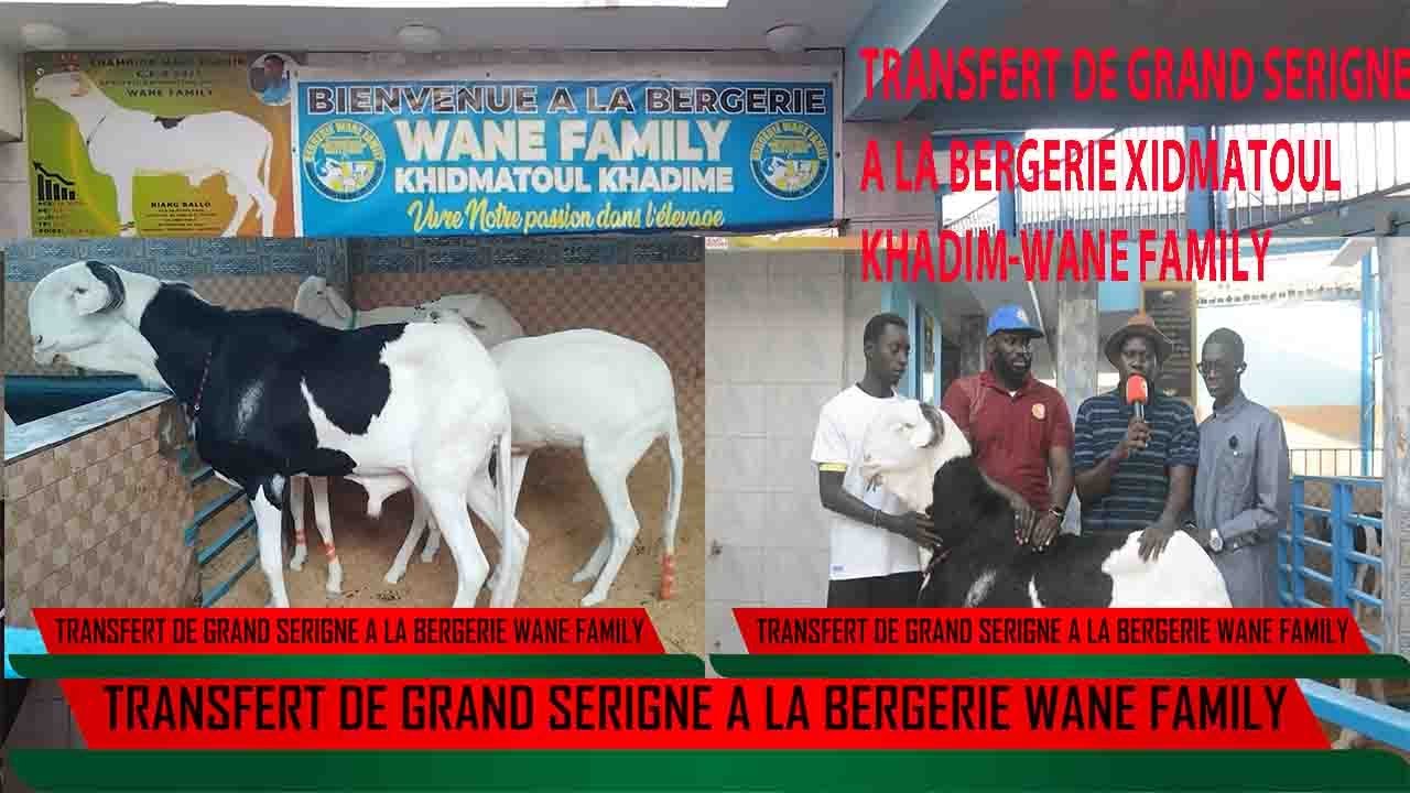 TRANSFERT DE GRAND SERIGNE (UN BELIER LADOUM A HAUT POTENTIEL GENETIQUE ) A LA BERGERIE WANE FAMILY
