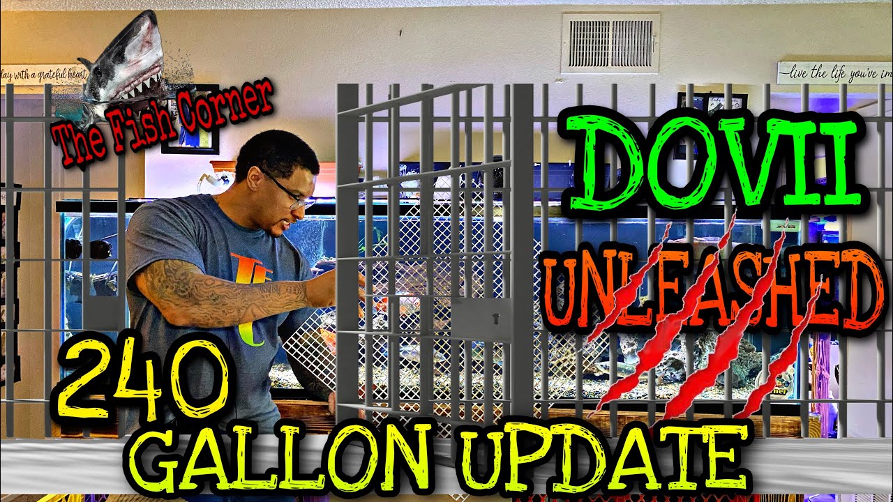 DOVII UNLEASHED! 240 GALLON UPDATE!