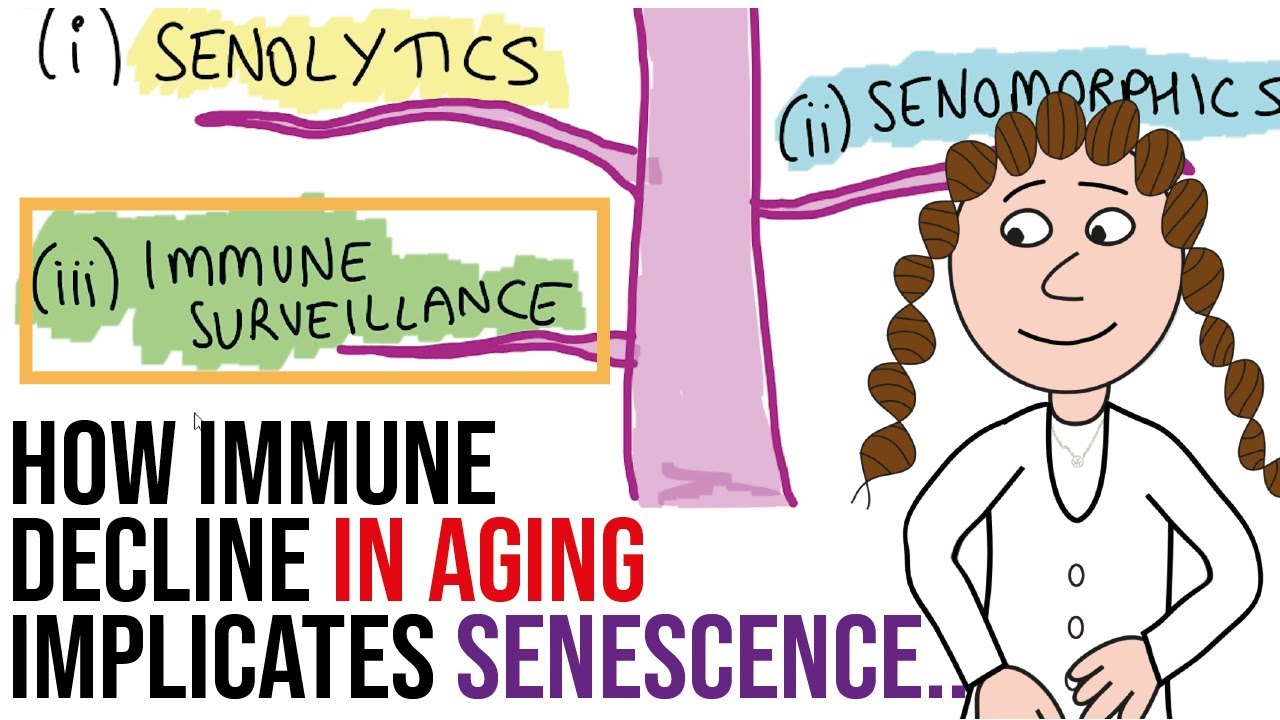 Immune surveillance - the third senotherapeutic strategy