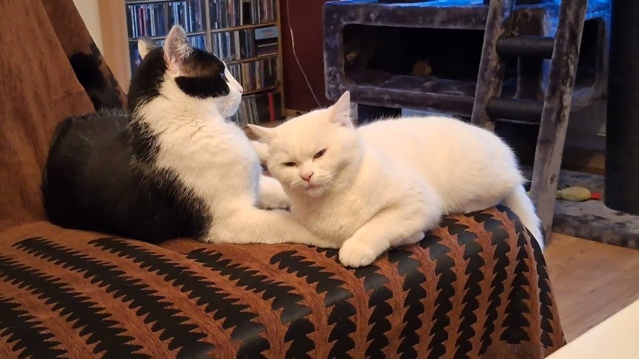 03.04.2025 - Romeo & Isla