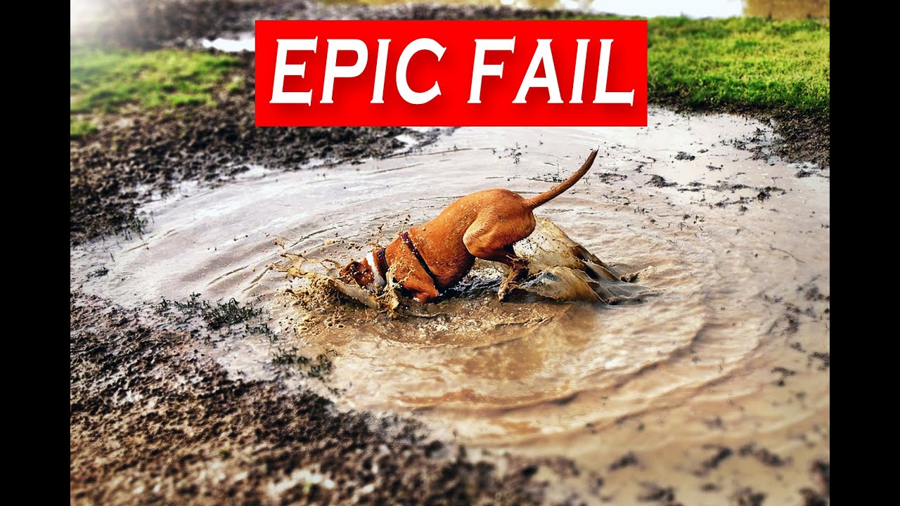 Funny Animal Fails Compilation July 2020|Funny Fails