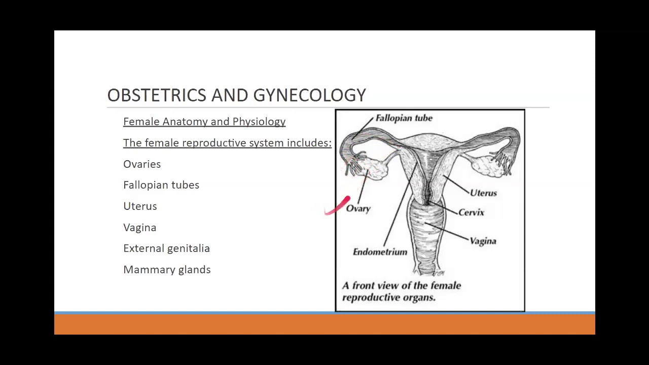 Brief Obstetrics Review for ALS Providers