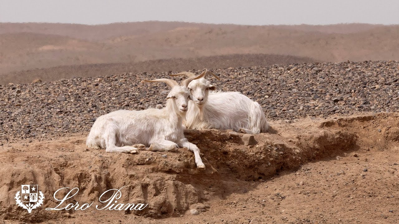 Loro Piana Savoir-Faire: Cashmere