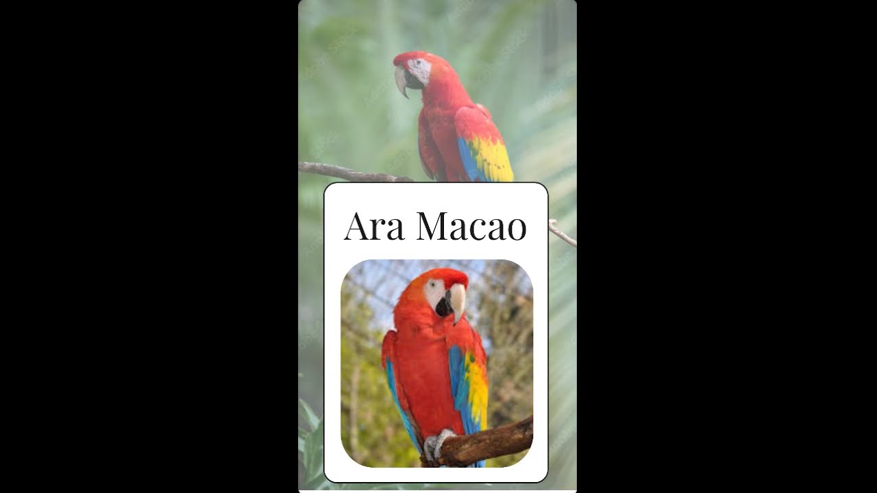 Ara Macao - a mix of Tarentula, Bovista and Paris quad