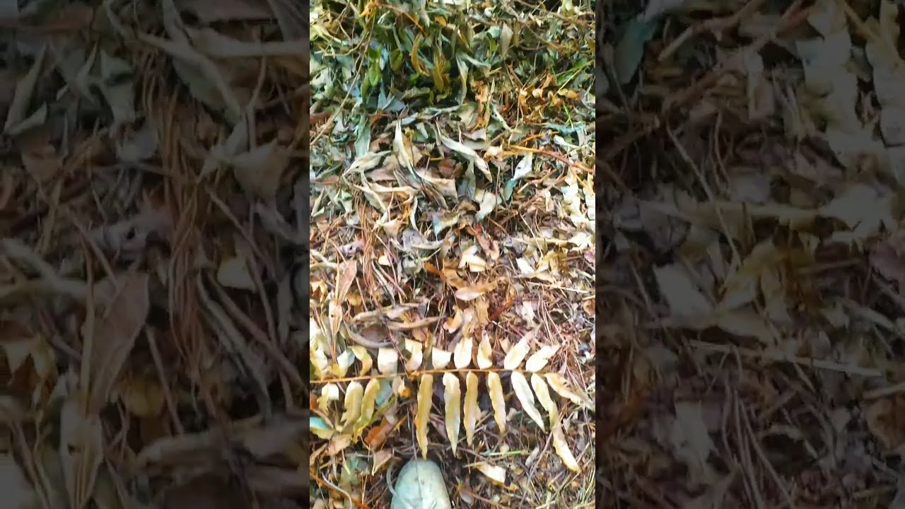 Crunchy Autumn Symphony � Unintentional ASMR | Footsteps on Dry Leaves Relaxation