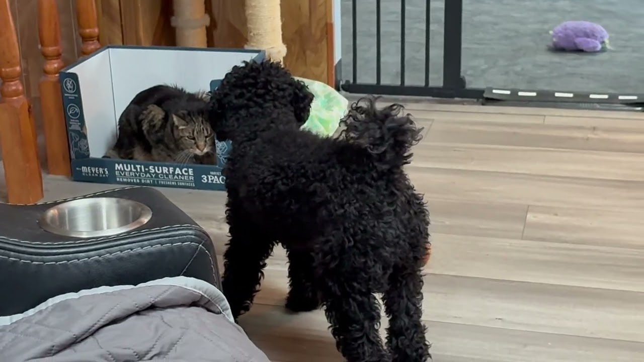 Yes Daisy, he will smack your nose about 50 times in 2 seconds if you get closer.