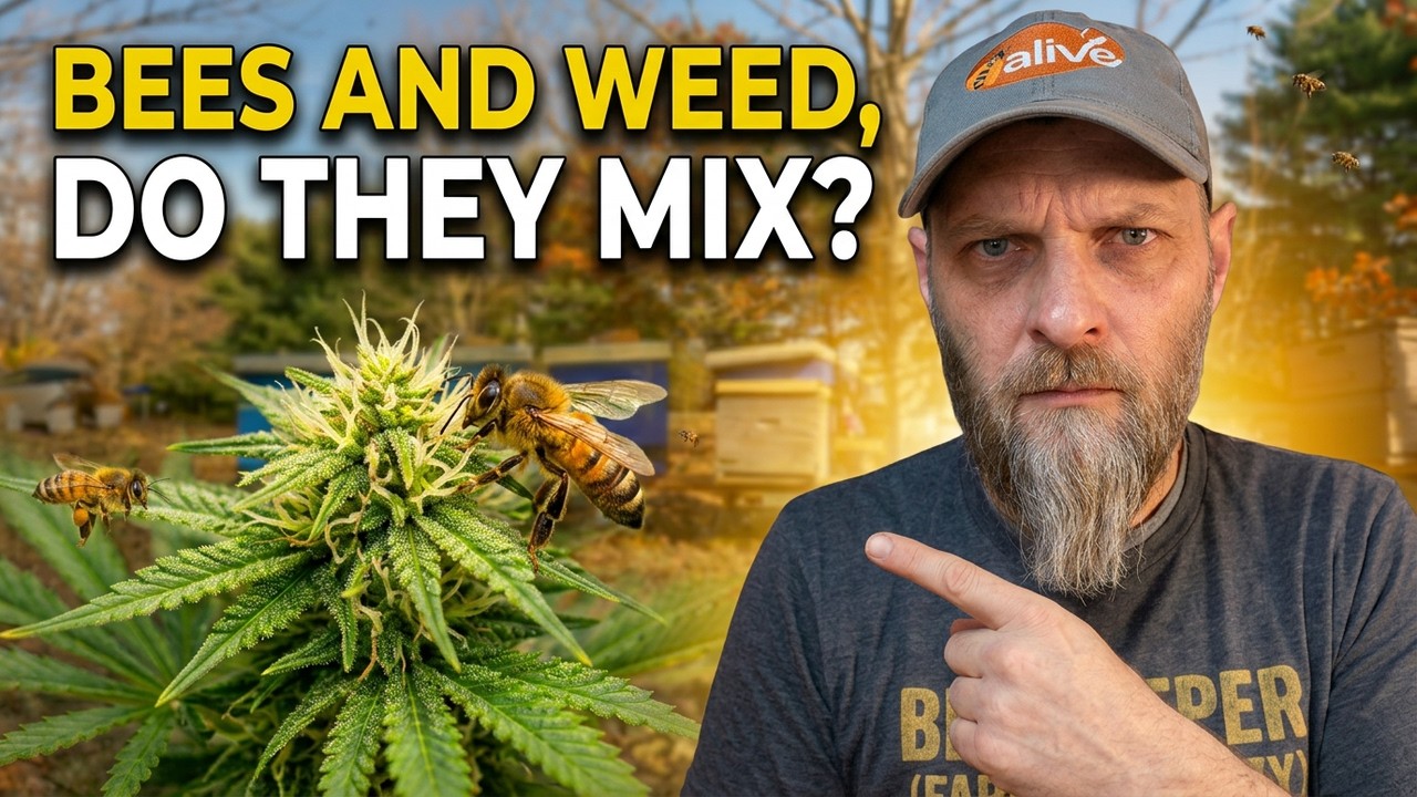 Do Bees Work Marijuana? Will it contaminate my honey crop?