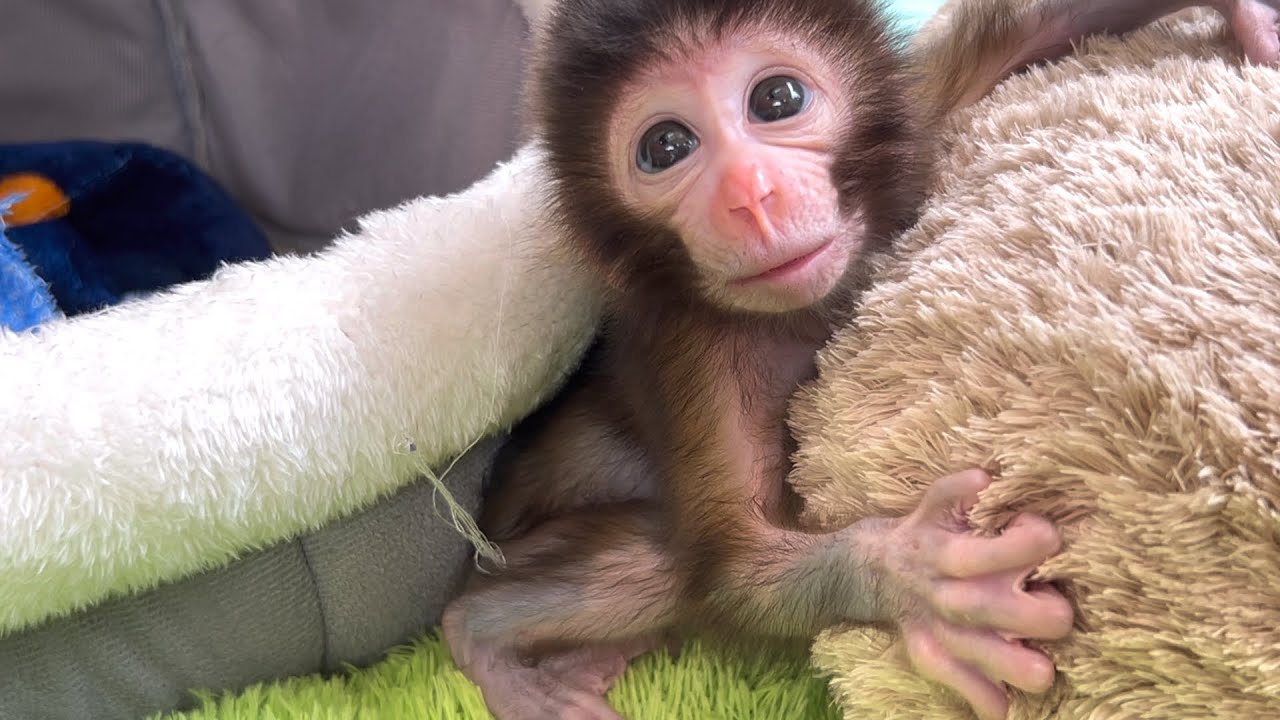 waking up the baby monkey Coco to give him milk