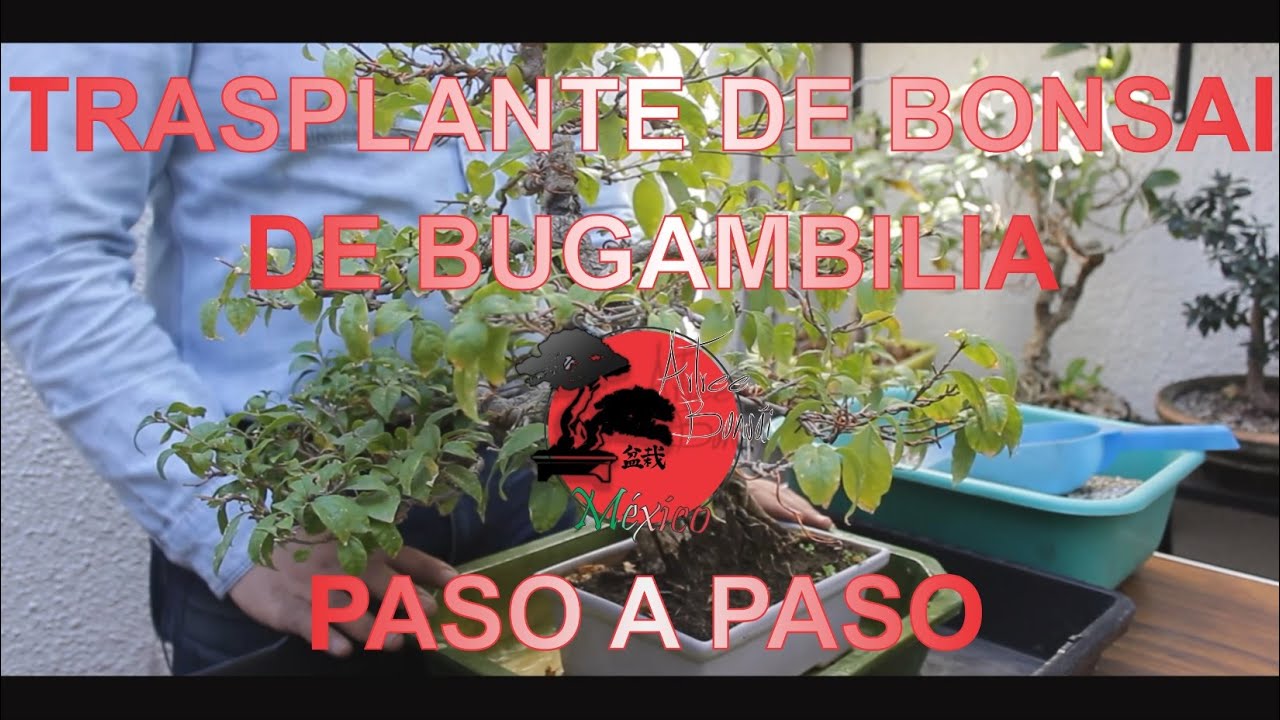 Trasplante de Bonsai de Bugambilia Parte 1: Preparación de la Maceta Paso a Paso