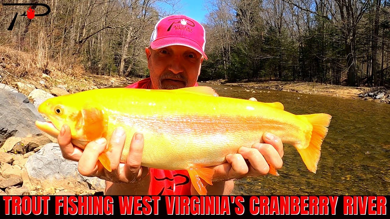 Trout Fishing West Virginia's Cranberry River