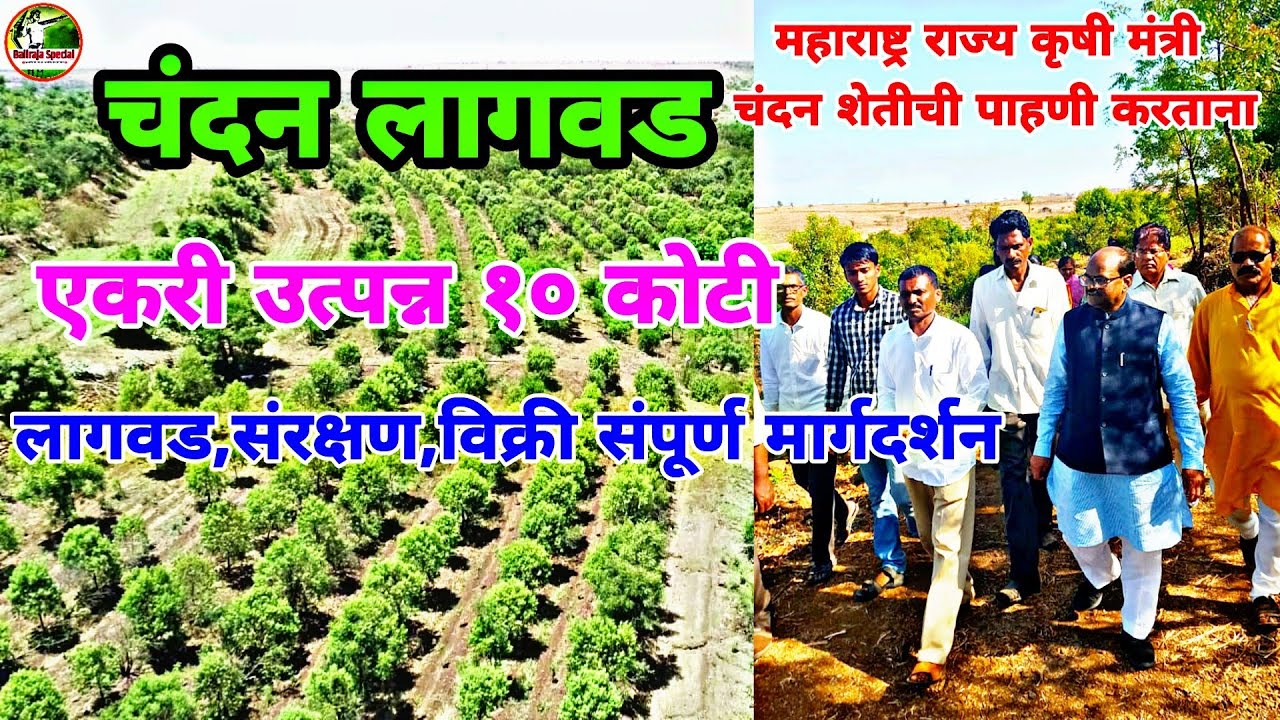√कशी करावी #चंदन लागवड,संगोपन,संरक्षण,विक्री यांचे संपूर्ण मार्गदर्शन. #Sandalwood farming