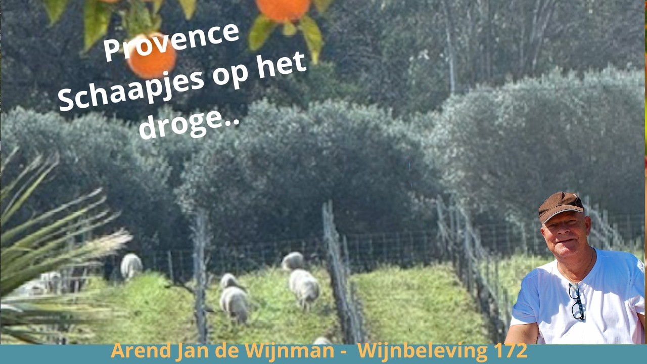 Provence -  Schaapjes op het droge