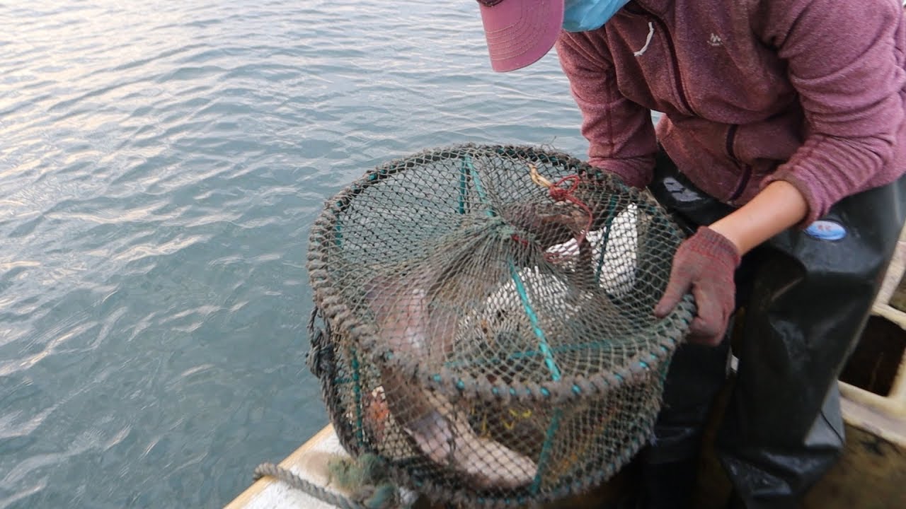 豬豬趕海遇到石斑魚群，最大的貨連籠子都裝不下，激動到大叫