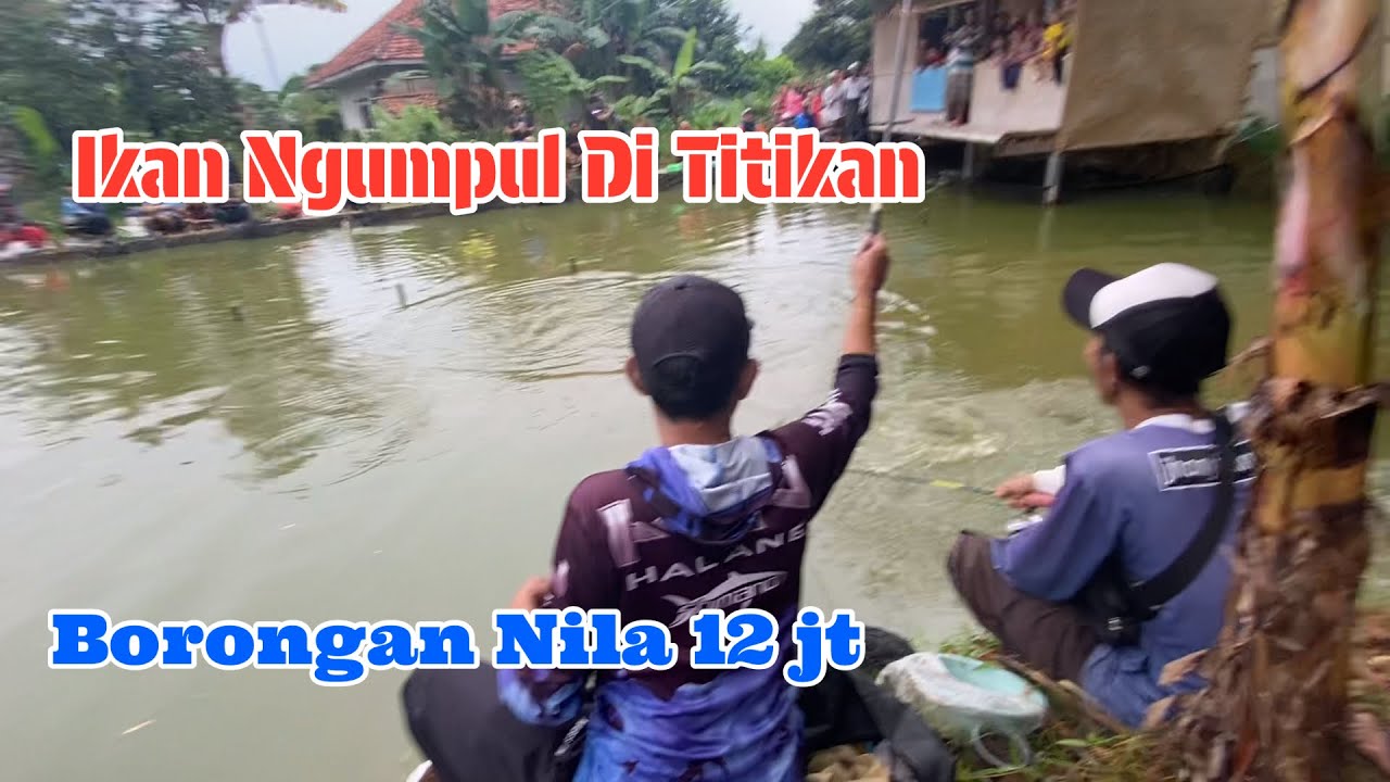 Umpan Dan Essen Ikan Nila Yang Bikin Iri Tetangga | Mancing Borongan Nila 12 Juta 