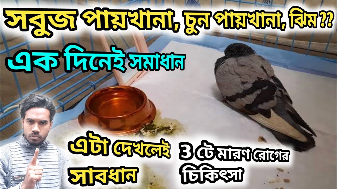 এই 3 টা মেডিসিন আপনার ঘরে থাকলে একটাও পায়রা মরবে না । Pigeon treatment।
