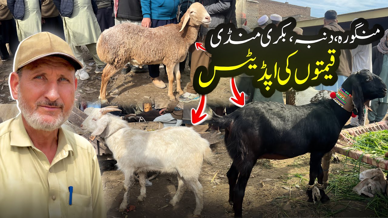 Mingora Cattle Market — Price Updates | Ali Hazrat Bacha 