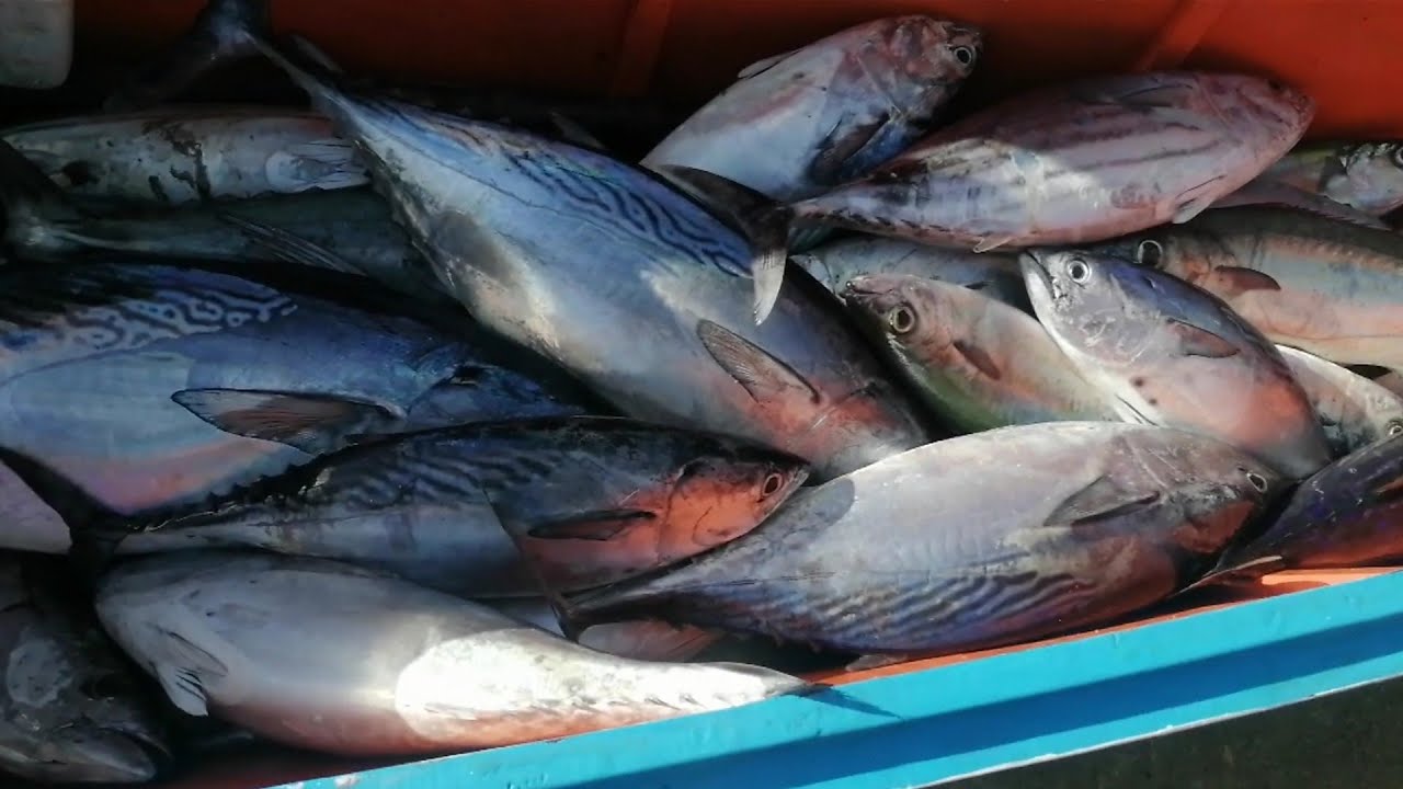 NAPALABAN MGA PAIN NATIN MGA IDOL  MABISA TALAGA  |  Fishing lure for trolling  |  Longline Fishing