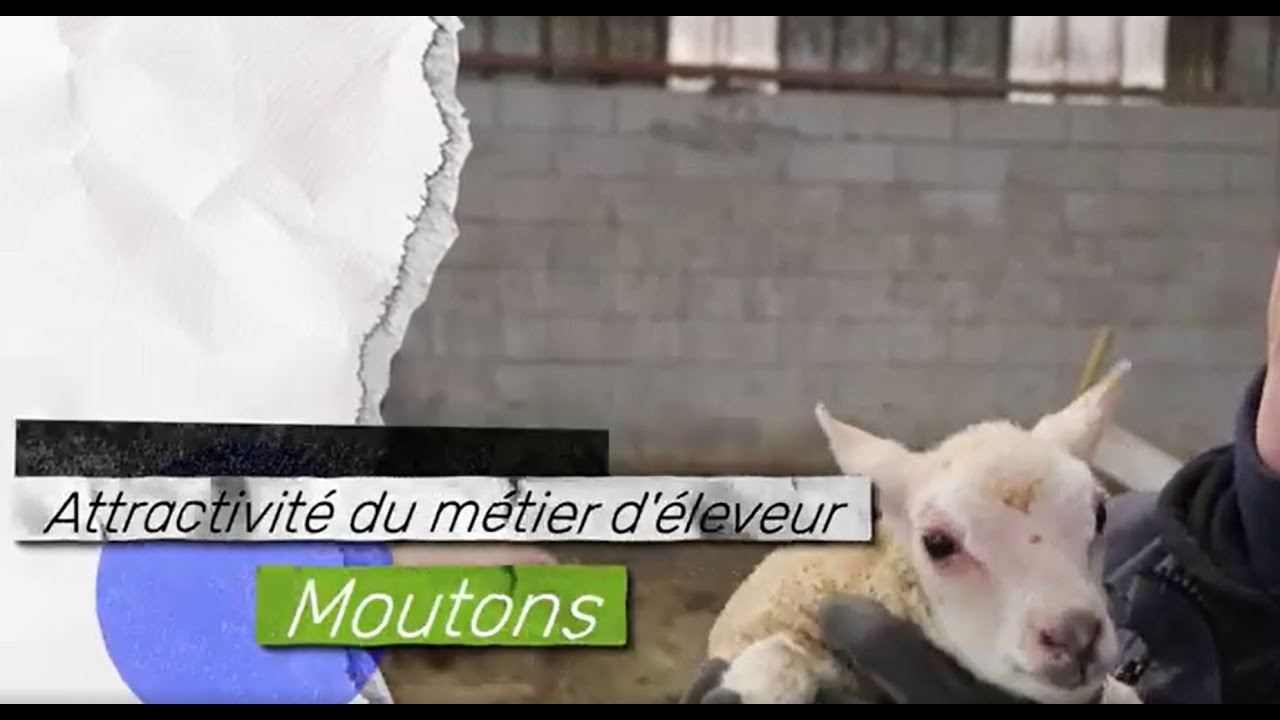 A la découverte du métier d'éleveur de moutons 🐑👨‍🌾