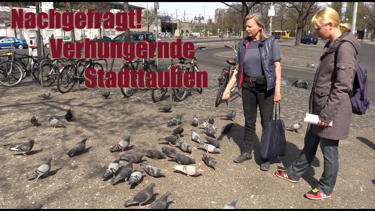 Nachgefragt! Verhungernde Stadttauben