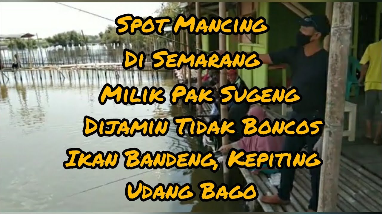 SURVEY SPOT MANCING SEMARANG TAMBAK  PAK SUGENG ..NO BONCOS  BANDENG UDANG GALA NILA LAOSAN KAKAP