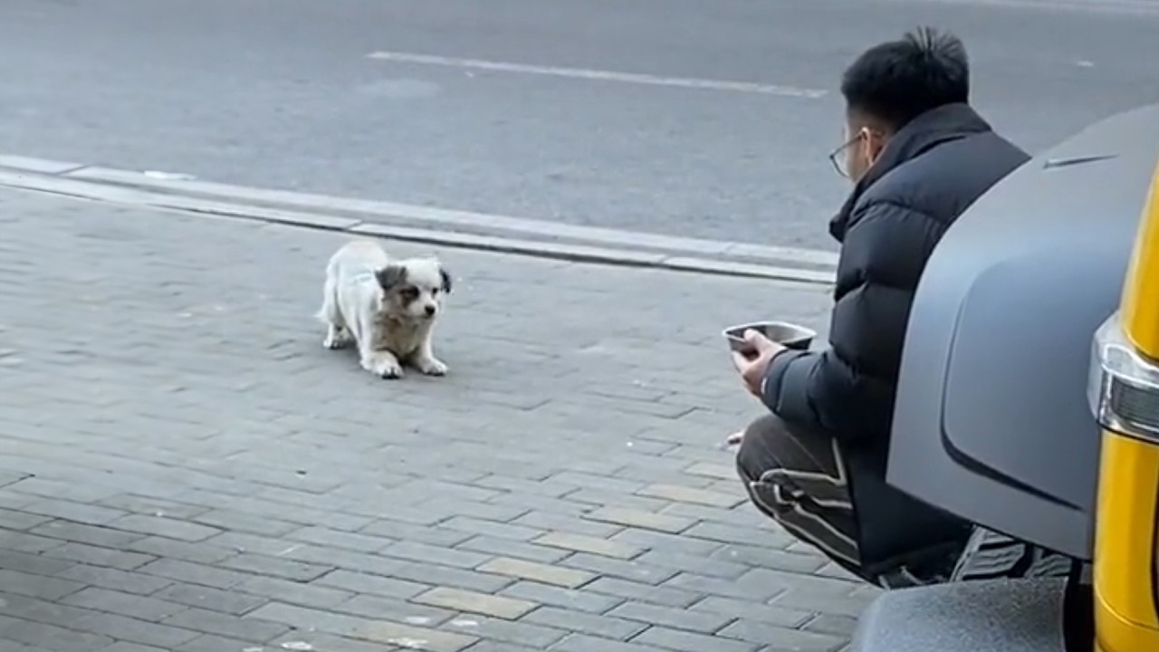 This Dog Waited Outside My Pet Shop Every Day, The Truth Broke My Heart