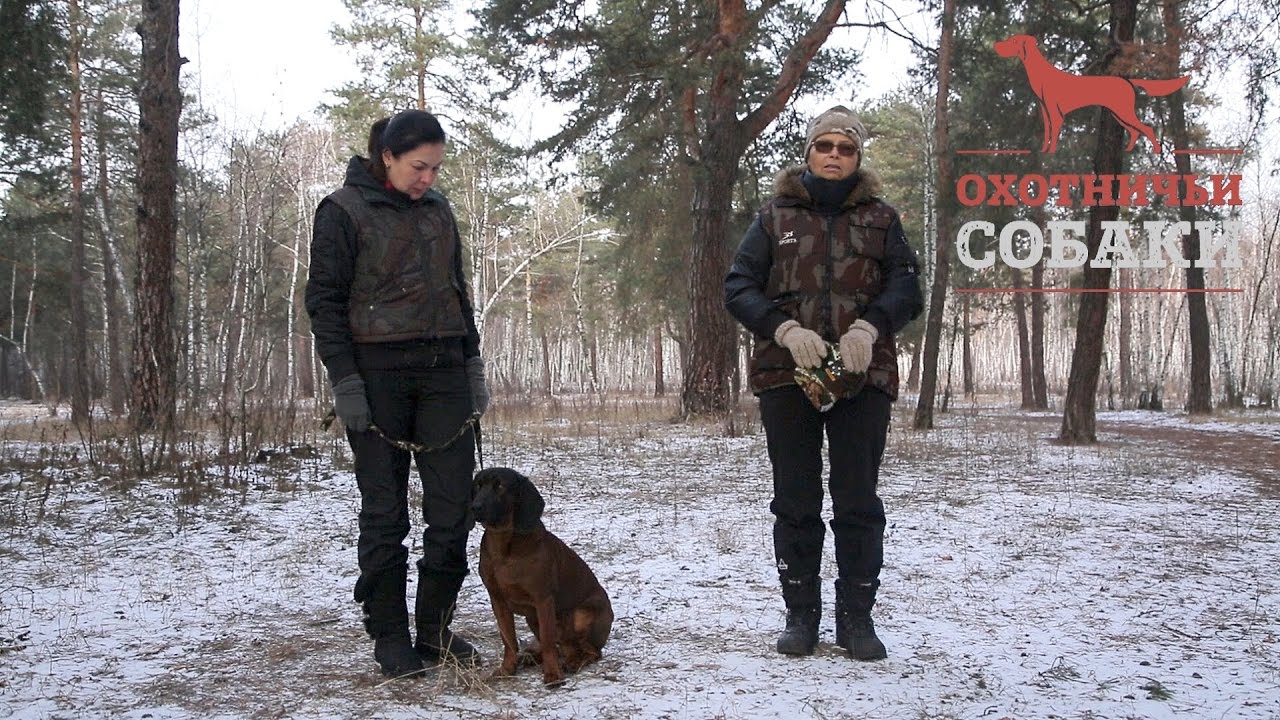 Охотничьи собаки. 30 серия. Баварская гончая