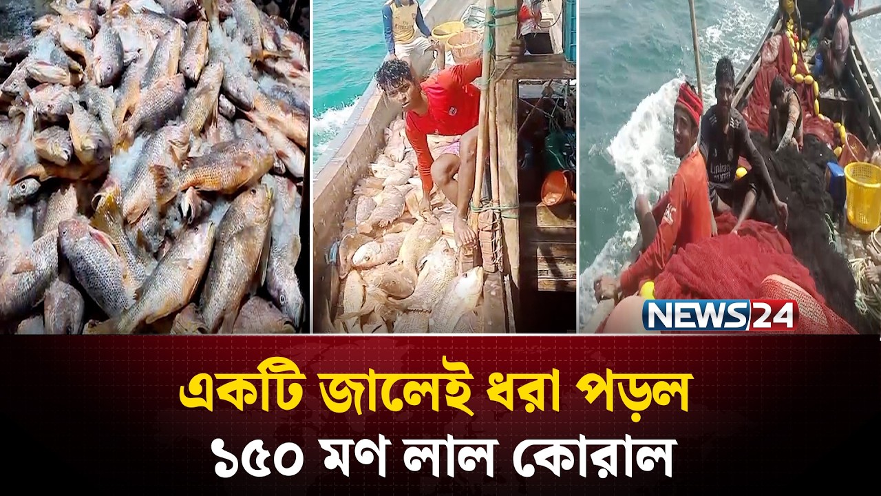 এক জালেই ধরা পড়ল ৩৫ লাখ টাকার মাছ  | News24