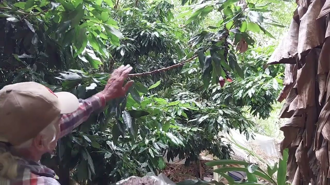Como fazer para ter um pé de lichia produzindo em menos tempo