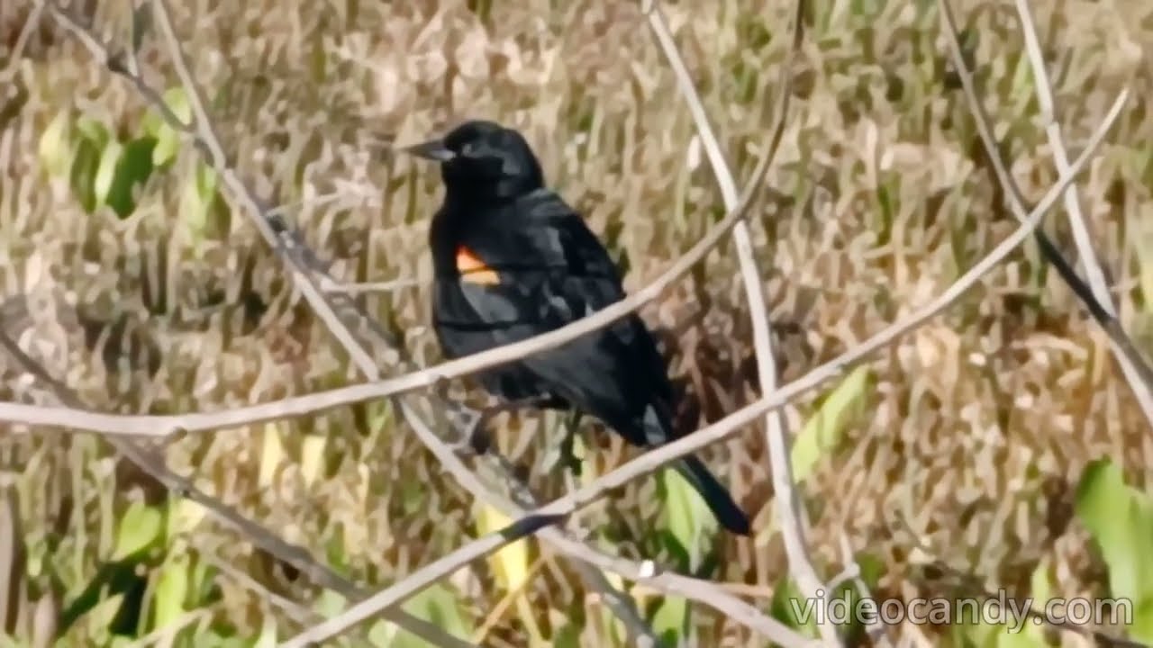 🐦‍⬛ 🎤 🛁 🥰  A Red-winged Blackbird!!! A Sora Takes A Birdbath!!!