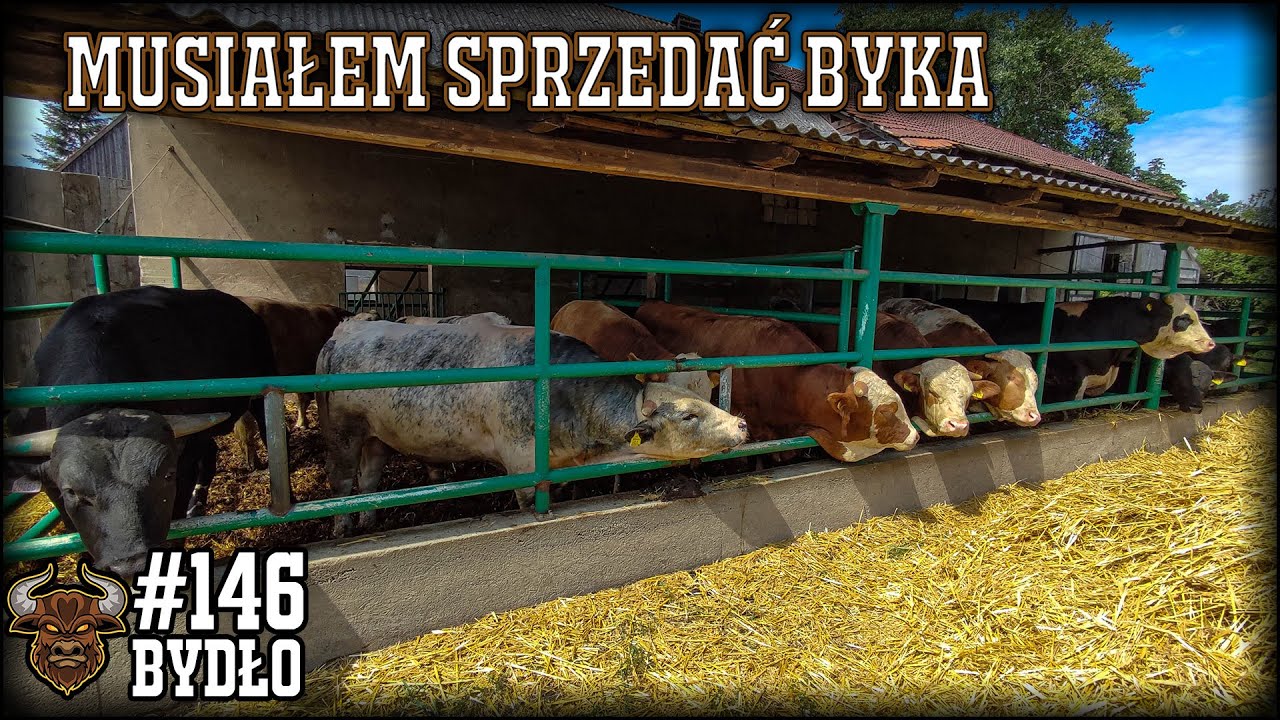 #146 Bydło opasowe - Znów ten gnój... Musieliśmy pozbyć się byka. Dobre słomiane wieści. Aktualności