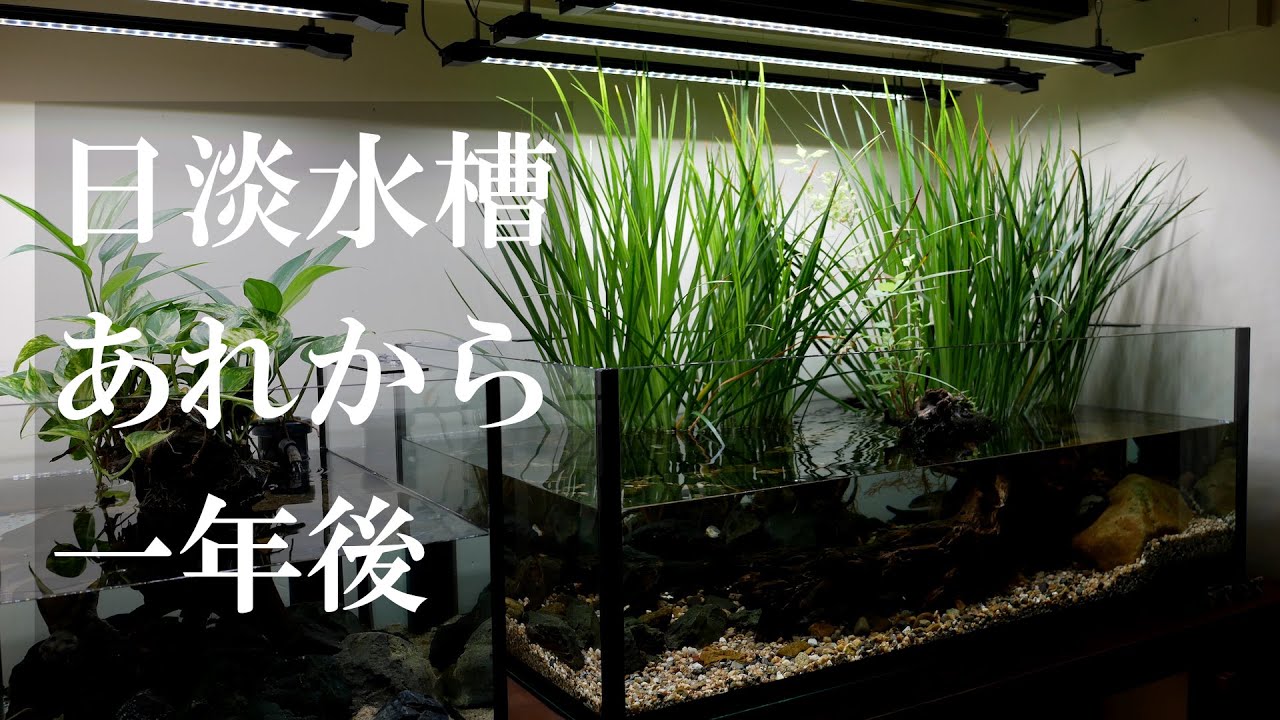 日淡水槽レイアウトから１年後の雰囲気