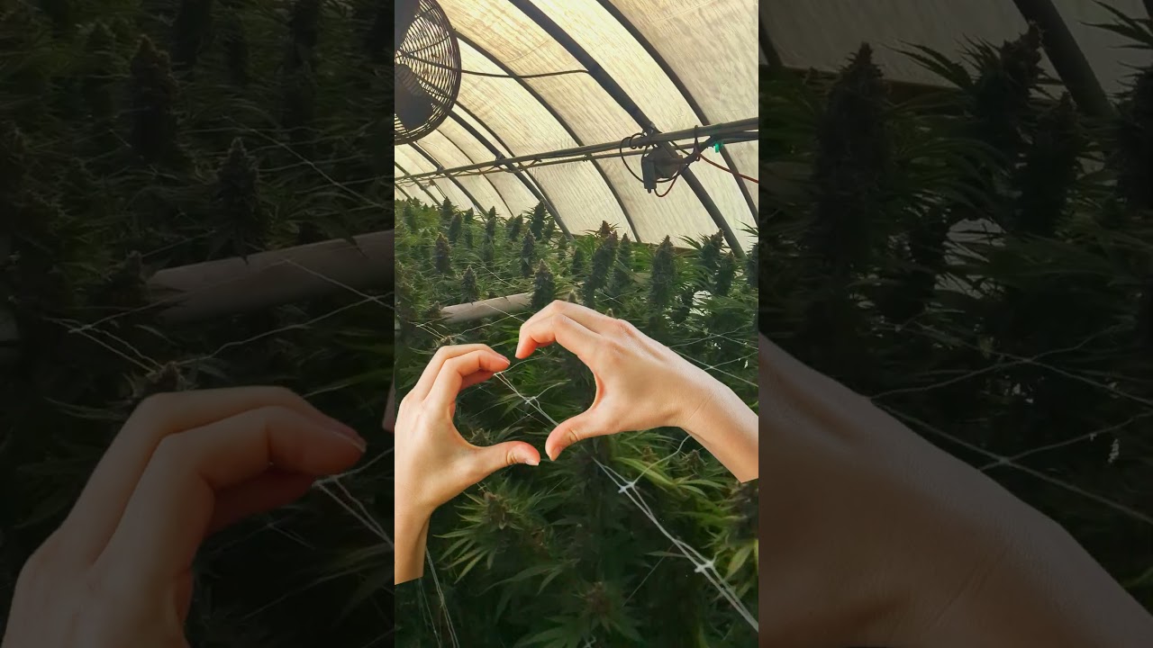 Forbidden Fruit Cherry Pie x Tangie. We can't grow enough of it