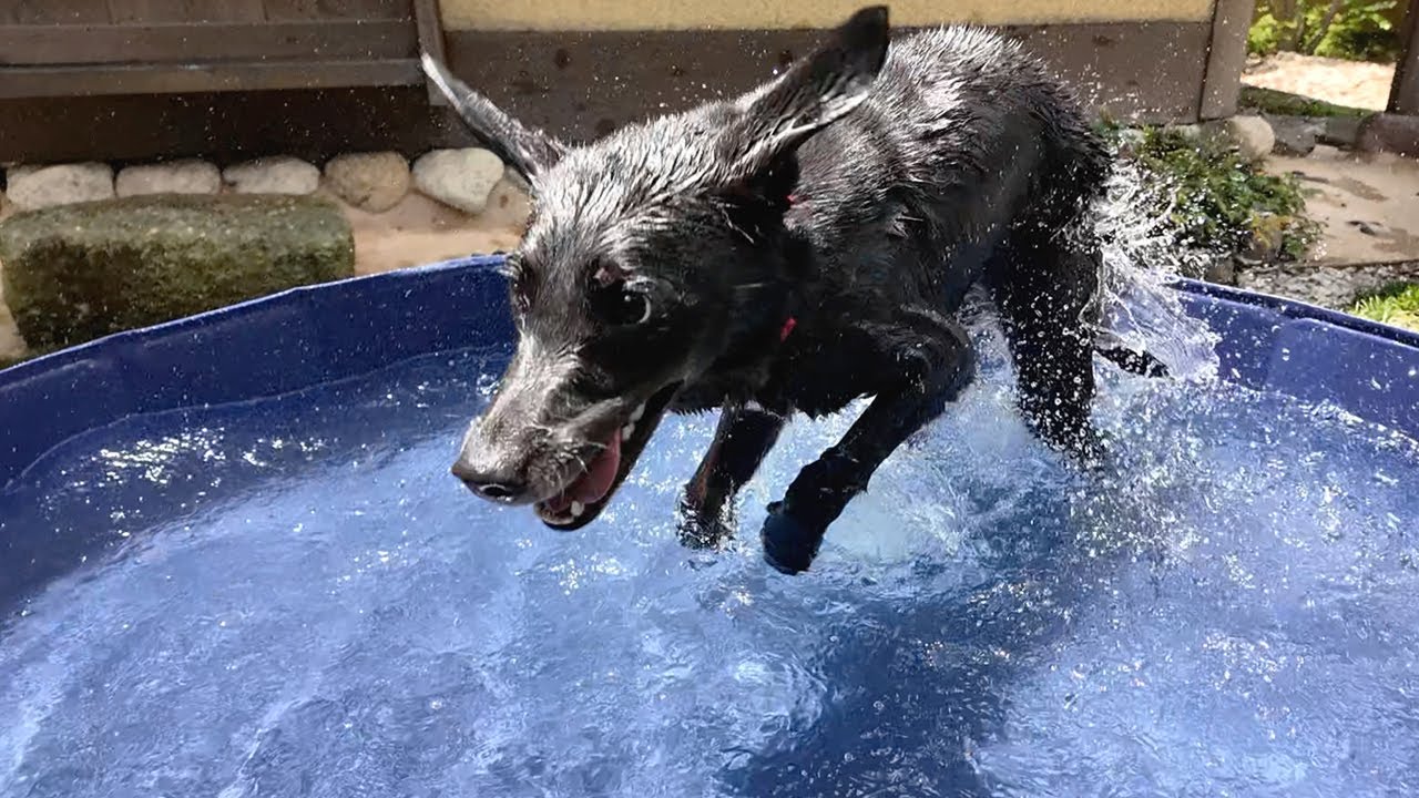 【犬Vlog】プールで飛び跳ねるように遊ぶ犬。