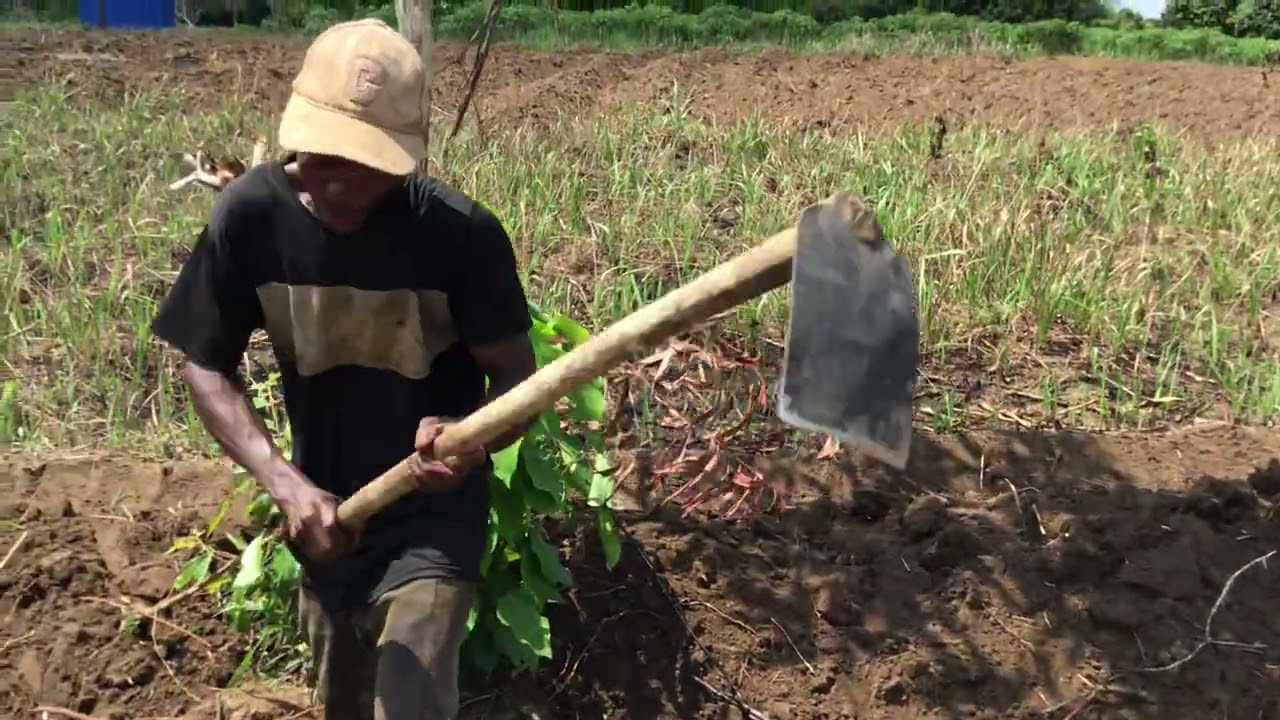 LABOUR NAKATI YA CONCESSION RÉGINE PONA KOBAKISA 1 HECTARE YA MANIOC
