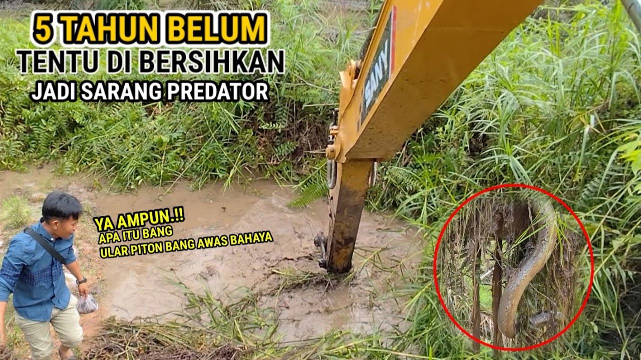 5 tahun sekali belum tentu parit ini di cuci sehingga jadi sarang belut dan predator pemangsa