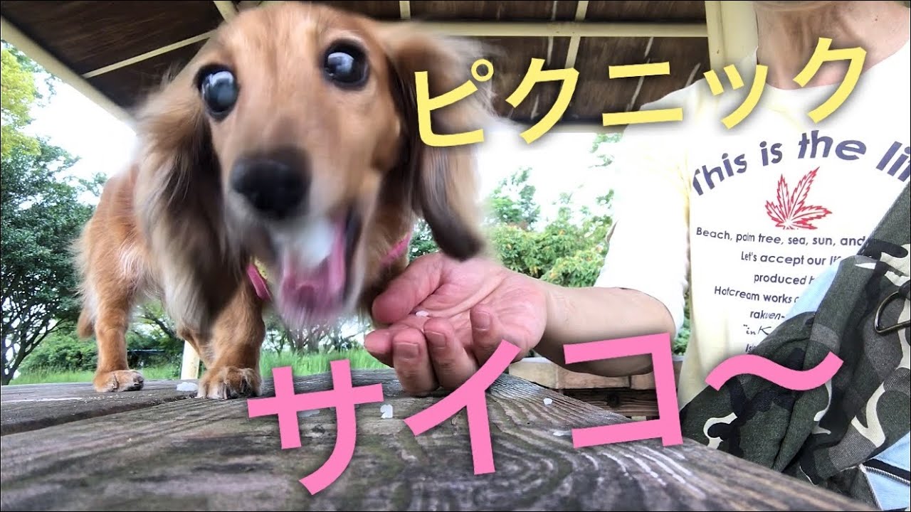 ドライブデート⑤お山の公園でピクニック‼️ミニチュアダックスフンド