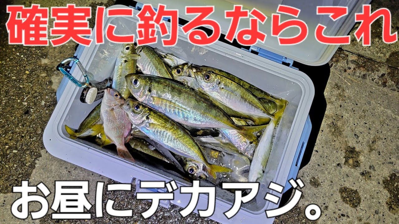 お昼にデカアジも混じり大爆釣！止まらぬサイズに興奮。この仕掛けヤバイですね。アジングいやアジ釣りです編