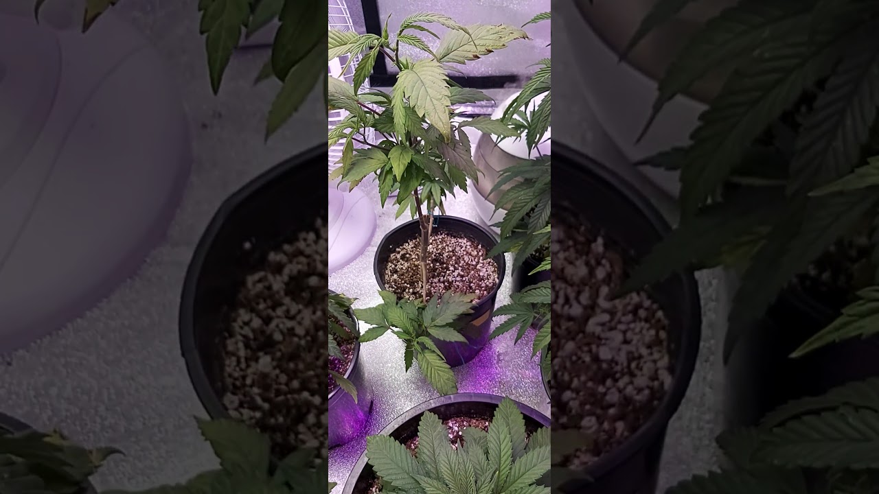 update on the grow with the Viparspectra XS2000