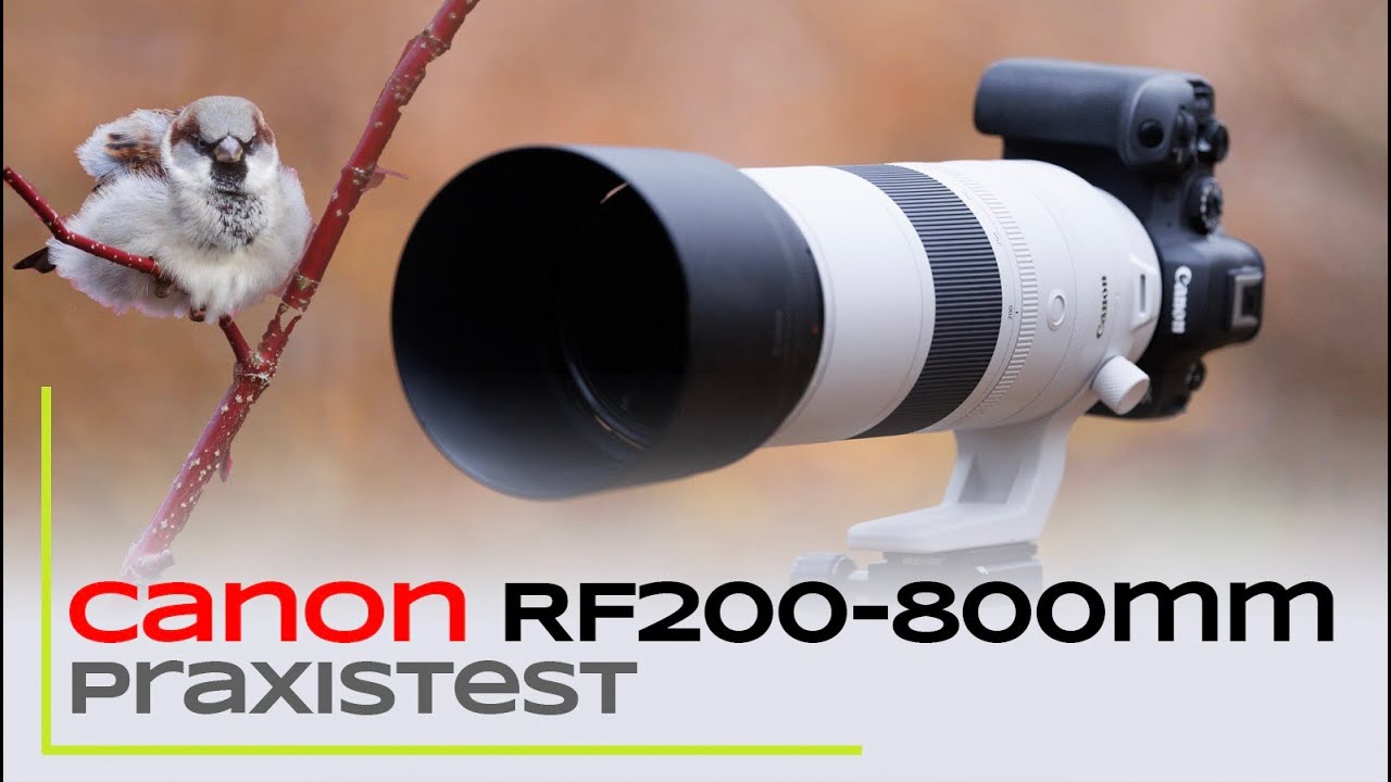 Canon RF200-800mm - Praxistest: Autofokus, IS und Schärfe